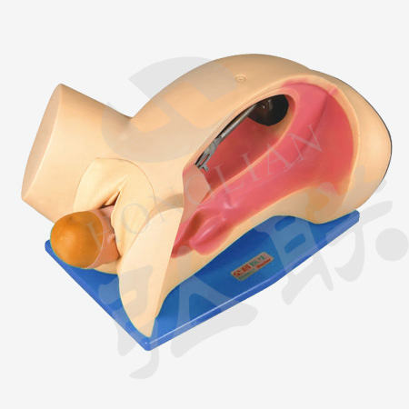 分娩机转示教模型