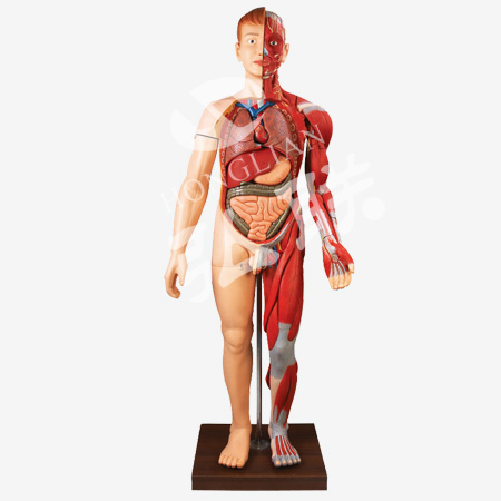 人体全身层次肌肉附内脏模型