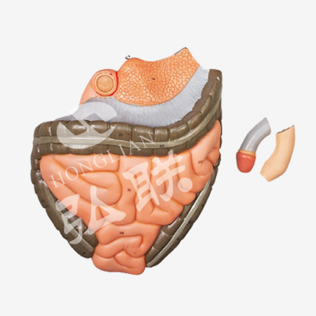 人体全身层次肌肉附内脏模型