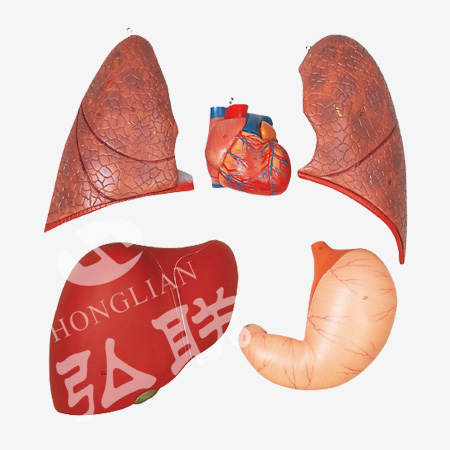 人体全身层次肌肉附内脏模型