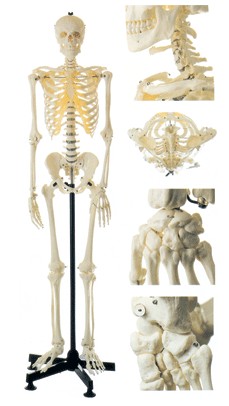 全身骨骼模型168cm